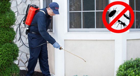 Nallıhan Kemirgen İlaçlama böcek ilaçlama ve haşere kontrolü — ilaclama-tr.com